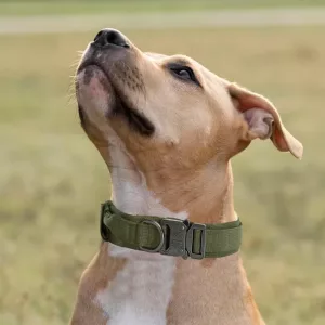 taktisk hundehalsbånd, treningshalsbånd for hund, hundehalsbånd med metallspenne