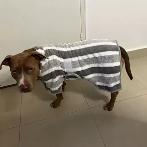 Mottatt Absorberende Badekåpe for Hund fra kunde M****y.