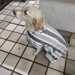 Mottatt Absorberende Badekåpe for Hund fra kunde B****e.
