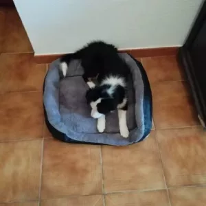 Mottatt Vaskbar Hundeseng med Plysjmadrass fra kunde B*****l.