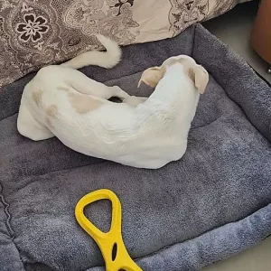 Mottatt Vaskbar Hundeseng med Plysjmadrass fra kunde N***o.