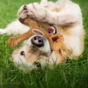 uforgjengelig hundeleketøy, tyggepinne for hund, hundeleketøy i tre, tannrengjøringsleketøy for hund