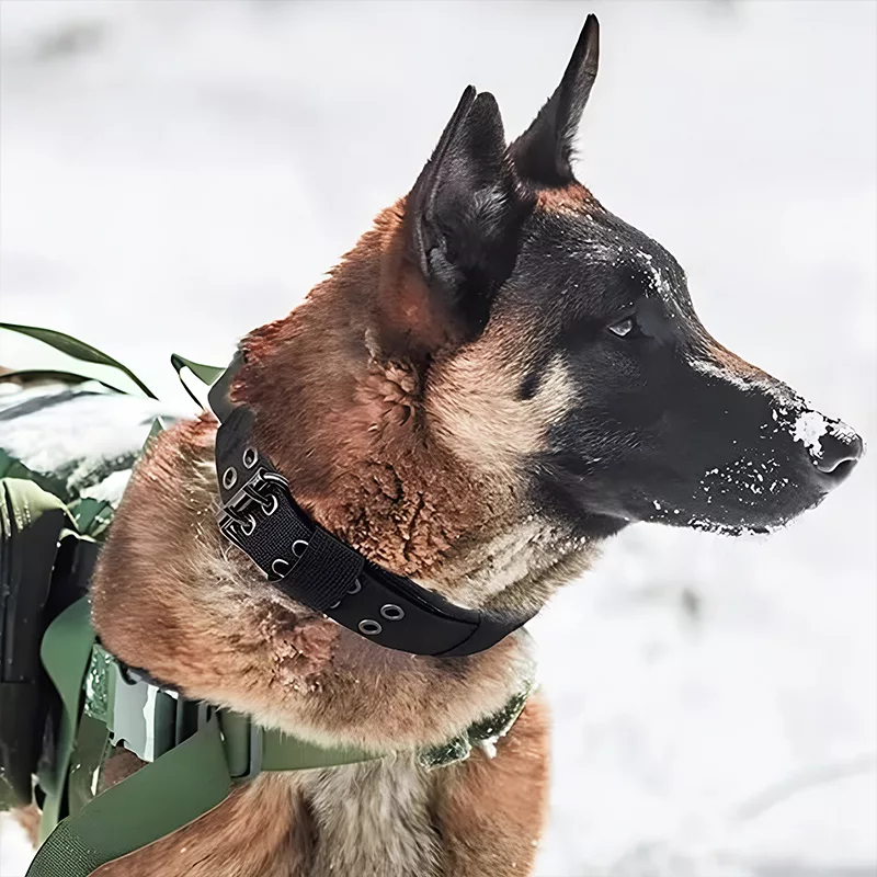 hundehalsbånd, taktisk hundehalsbånd, militært hundehalsbånd, justerbart hundehalsbånd