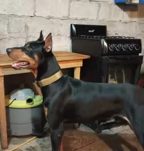 Mottok Justerbart Taktisk Hundehalsbånd fra kunde D***p.