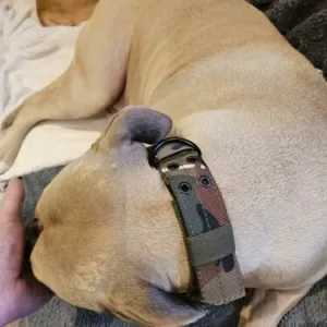 Mottok Justerbart Taktisk Hundehalsbånd fra kunde S*****n.